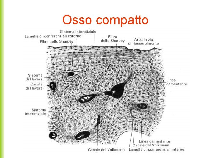 Osso compatto 