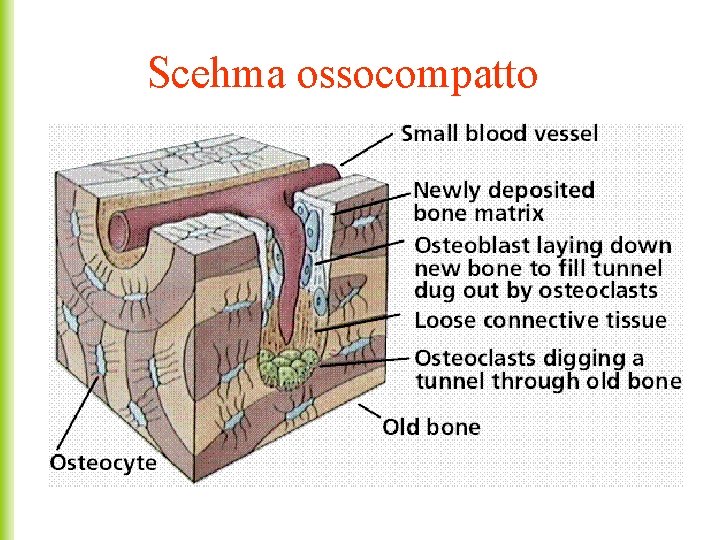 Scehma ossocompatto 