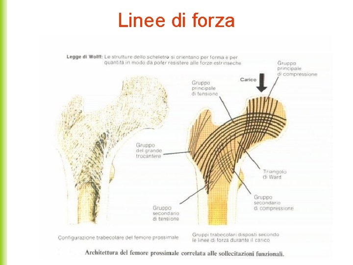 Linee di forza 