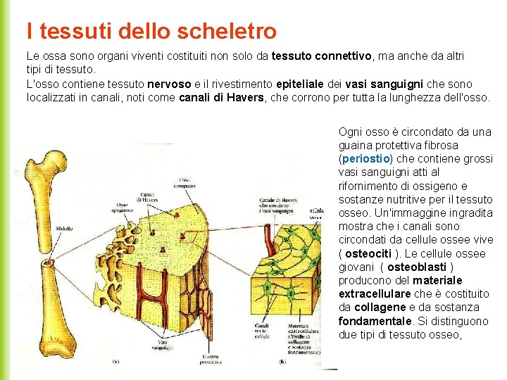 I tessuti dello scheletro Le ossa sono organi viventi costituiti non solo da tessuto