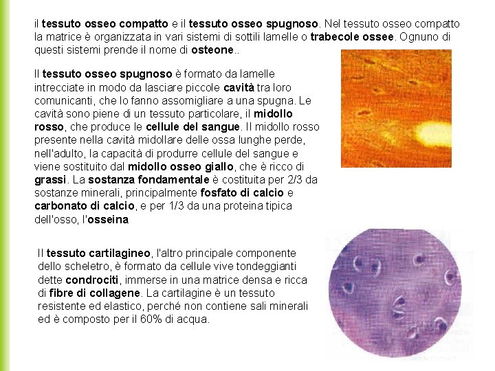 il tessuto osseo compatto e il tessuto osseo spugnoso. Nel tessuto osseo compatto la