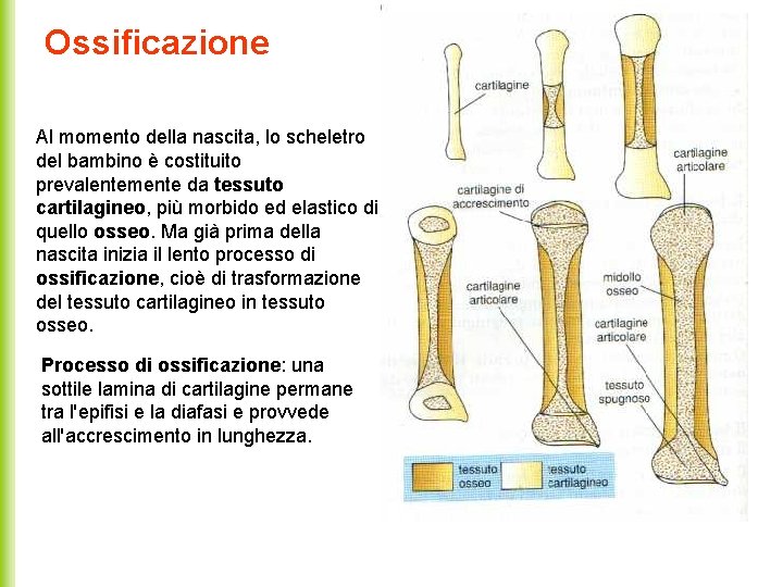 Ossificazione Al momento della nascita, lo scheletro del bambino è costituito prevalentemente da tessuto