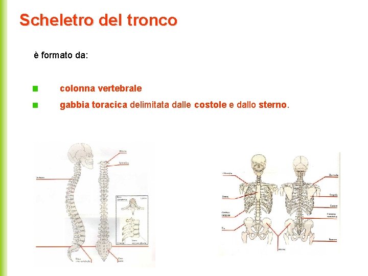 Scheletro del tronco è formato da: colonna vertebrale gabbia toracica delimitata dalle costole e