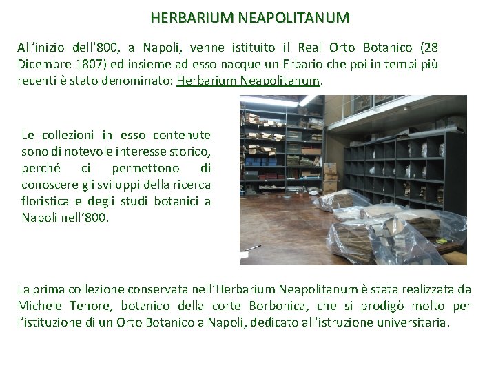 HERBARIUM NEAPOLITANUM All’inizio dell’ 800, a Napoli, venne istituito il Real Orto Botanico (28