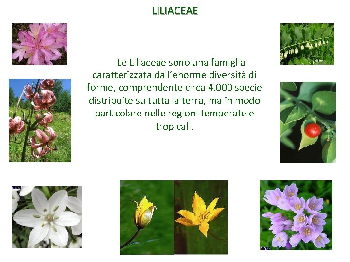 LILIACEAE Le Liliaceae sono una famiglia caratterizzata dall’enorme diversità di forme, comprendente circa 4.