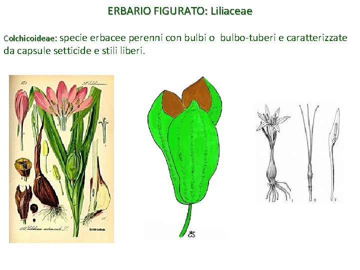 ERBARIO FIGURATO: Liliaceae Colchicoideae: specie erbacee perenni con bulbi o da capsule setticide e