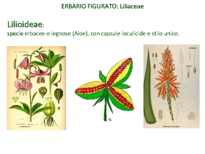 ERBARIO FIGURATO: Liliaceae Lilioideae: specie erbacee o legnose (Aloe), con capsule loculicide e stilo