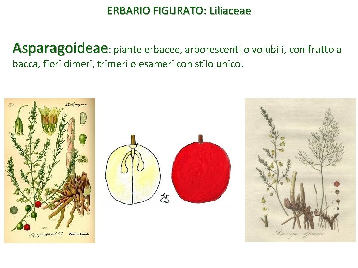 ERBARIO FIGURATO: Liliaceae Asparagoideae: piante erbacee, arborescenti o volubili, con frutto a bacca, fiori
