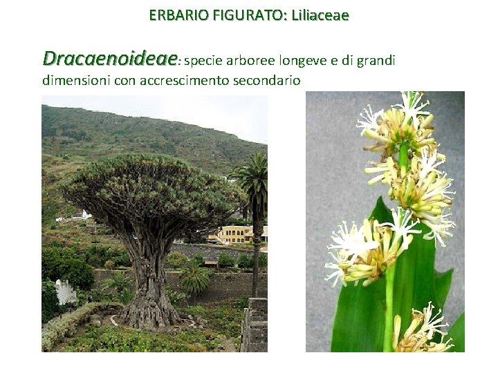 ERBARIO FIGURATO: Liliaceae Dracaenoideae: specie arboree longeve e di grandi dimensioni con accrescimento secondario