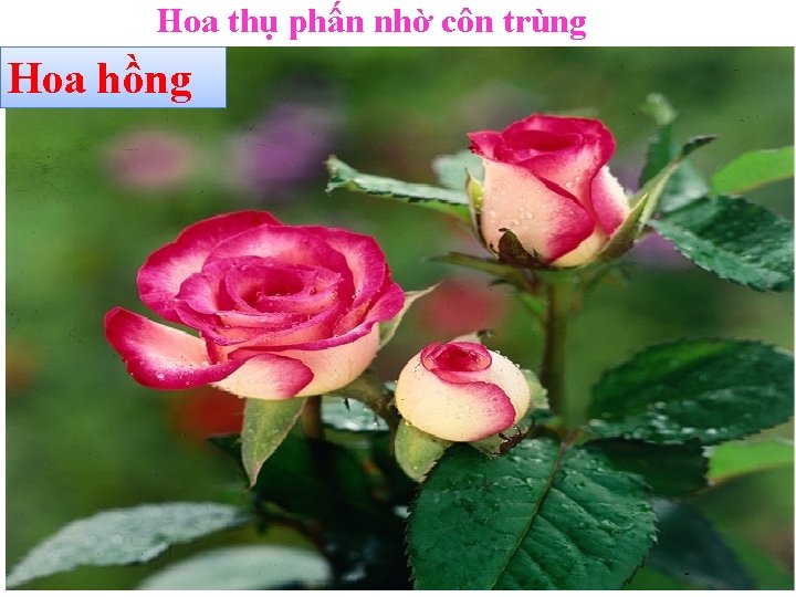 Hoa thụ phấn nhờ côn trùng Hoa hồng 