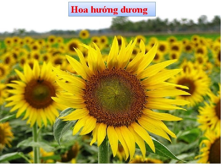 Hoa hướng dương 