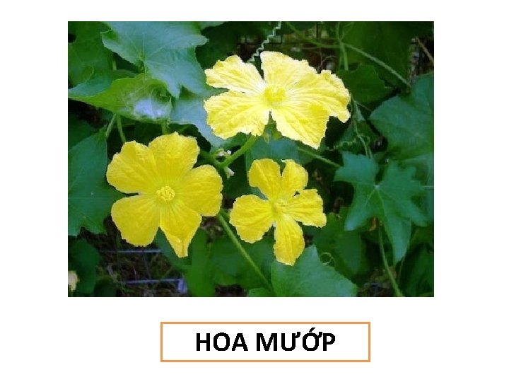 HOA MƯỚP 