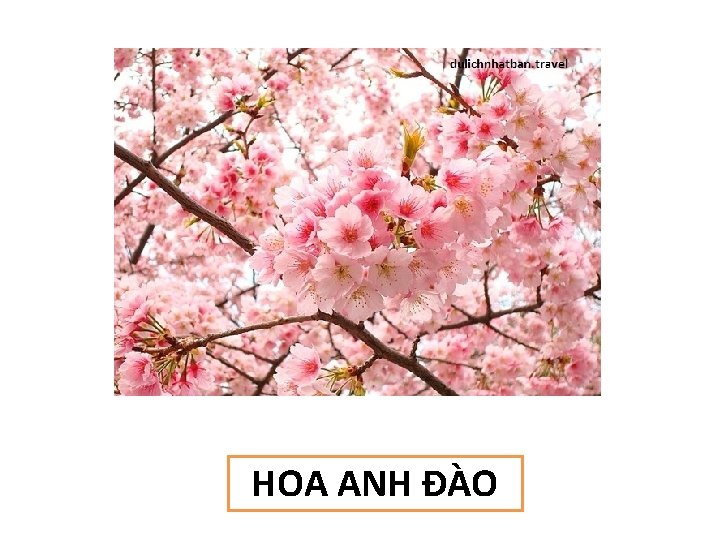 HOA ANH ĐÀO 