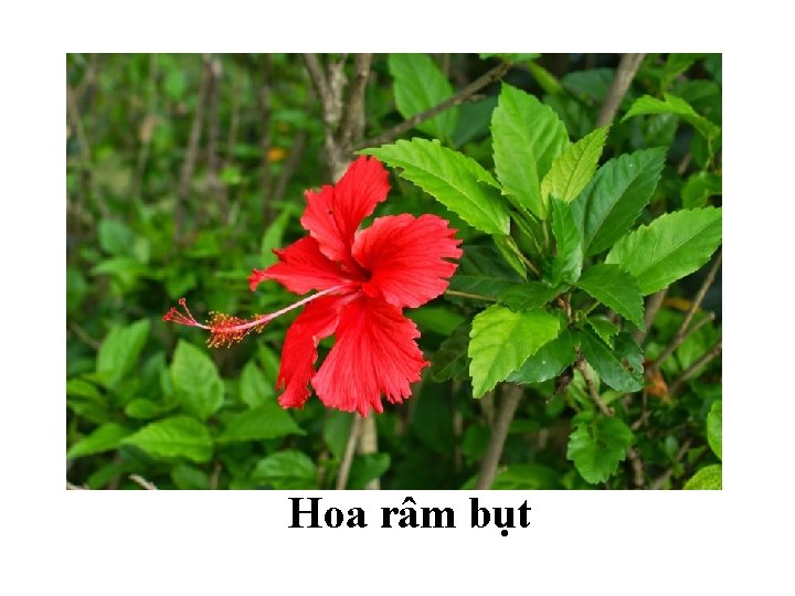 Hoa râm bụt 