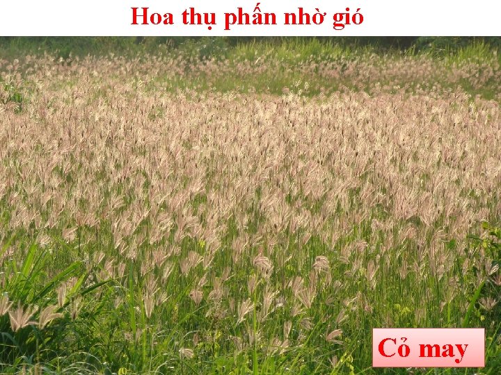 Hoa thụ phấn nhờ gió Cỏ may 