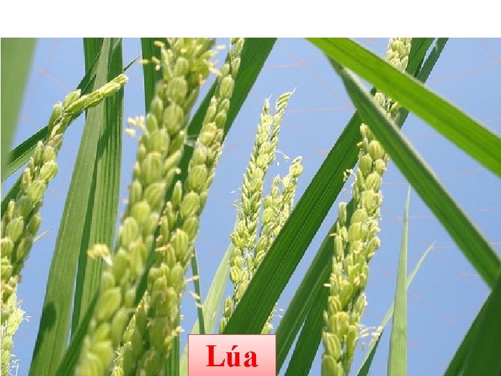 Lúa 