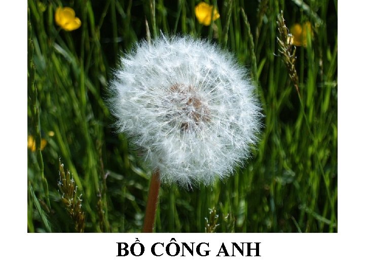 BỒ CÔNG ANH 