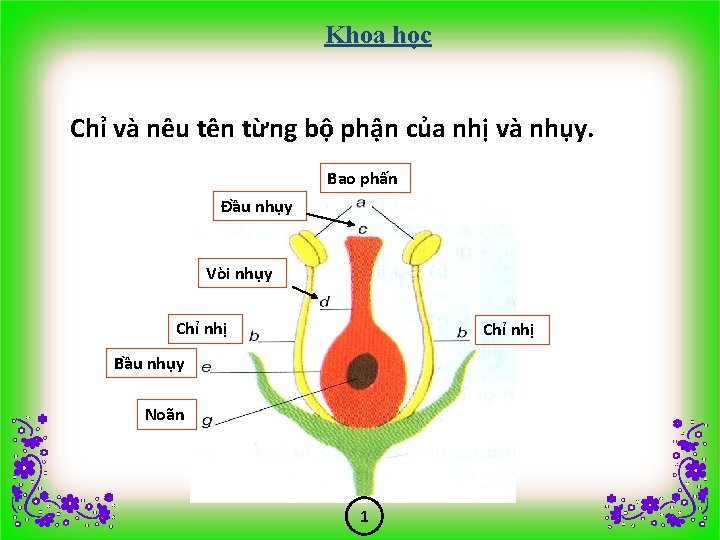 Khoa học Chỉ và nêu tên từng bộ phận của nhị và nhụy. Bao