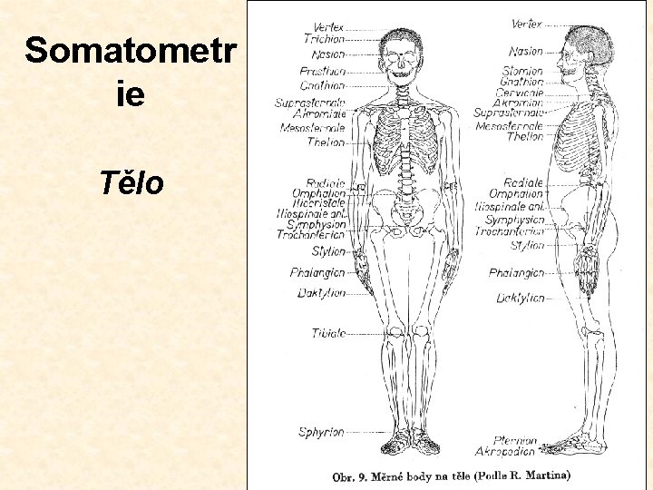 Somatometr ie Tělo 