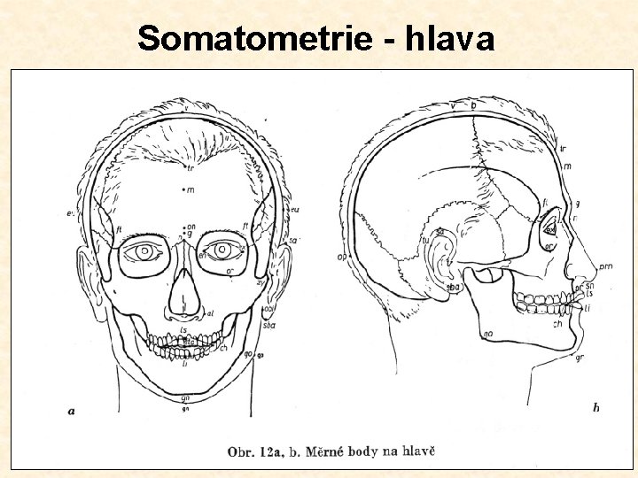 Somatometrie - hlava 
