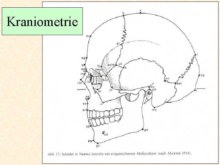 Kraniometrie 