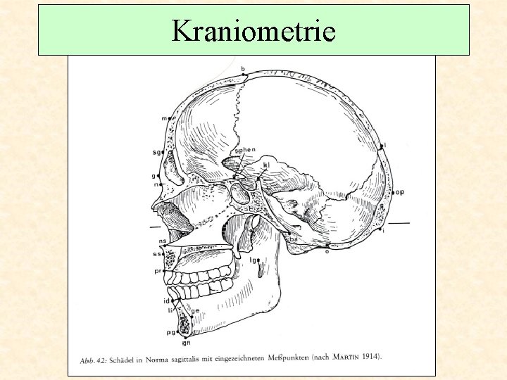 Kraniometrie 