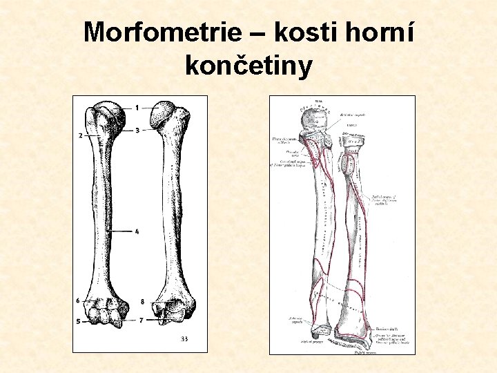 Morfometrie – kosti horní končetiny 