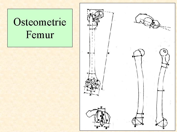 Osteometrie Femur 