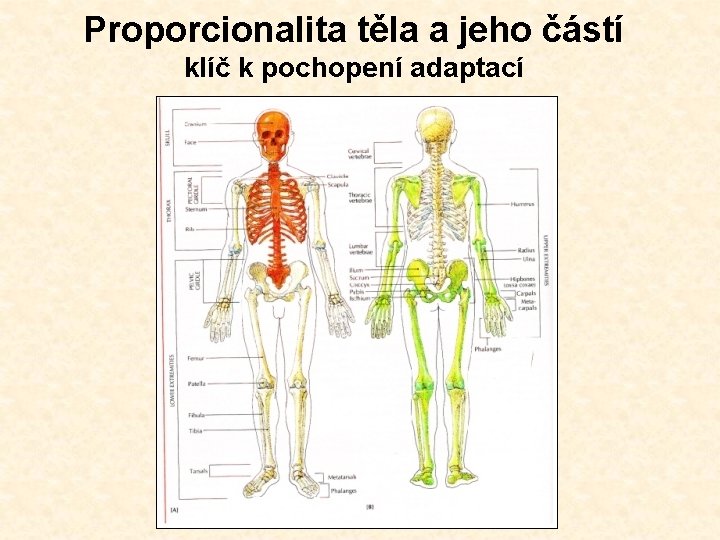 Proporcionalita těla a jeho částí klíč k pochopení adaptací 