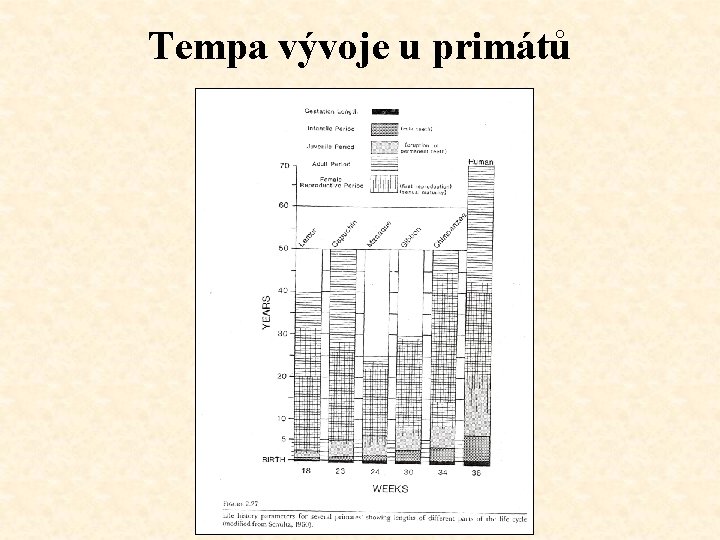 Tempa vývoje u primátů 