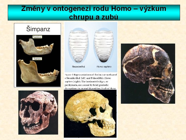 Změny v ontogenezi rodu Homo – výzkum chrupu a zubů 