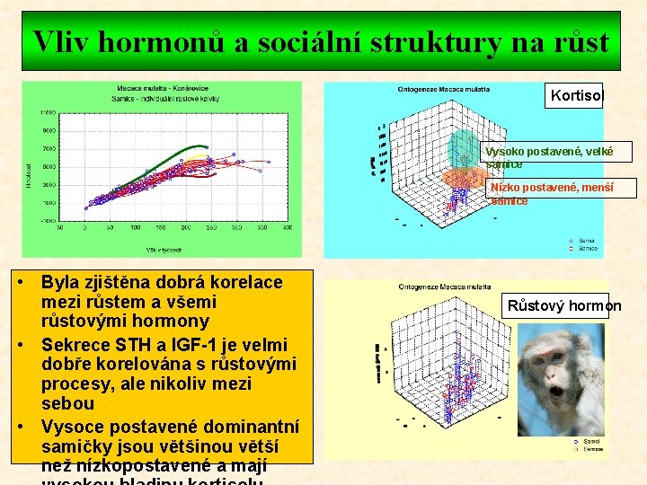 Vliv hormonů a sociální struktury na růst Kortisol Vysoko postavené, velké samice Nízko postavené,