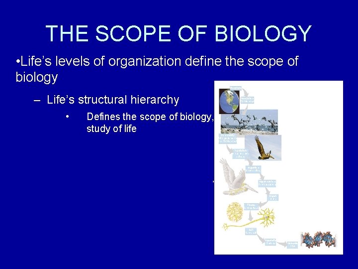 Chapter 1 Biology Exploring Life What is Biology
