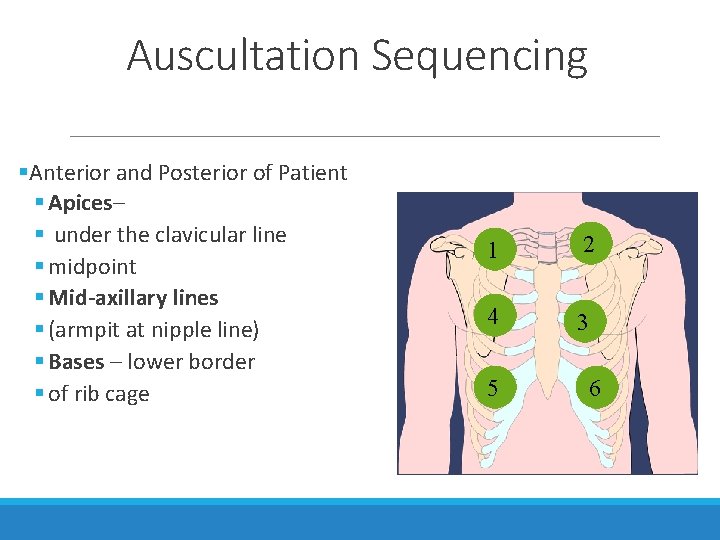 Auscultation Sequencing §Anterior and Posterior of Patient § Apices– § under the clavicular line