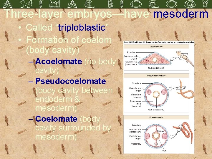 Three-layer embryos—have mesoderm • Called “triploblastic” • Formation of coelom (body cavity) – Acoelomate