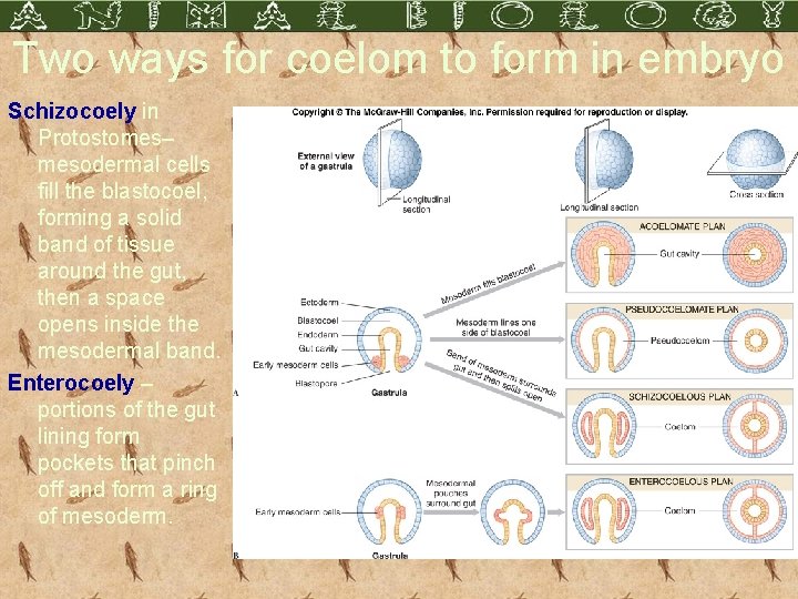 Two ways for coelom to form in embryo Schizocoely in Protostomes– mesodermal cells fill