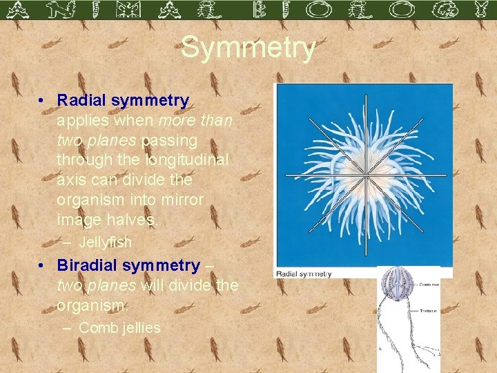 Symmetry • Radial symmetry applies when more than two planes passing through the longitudinal