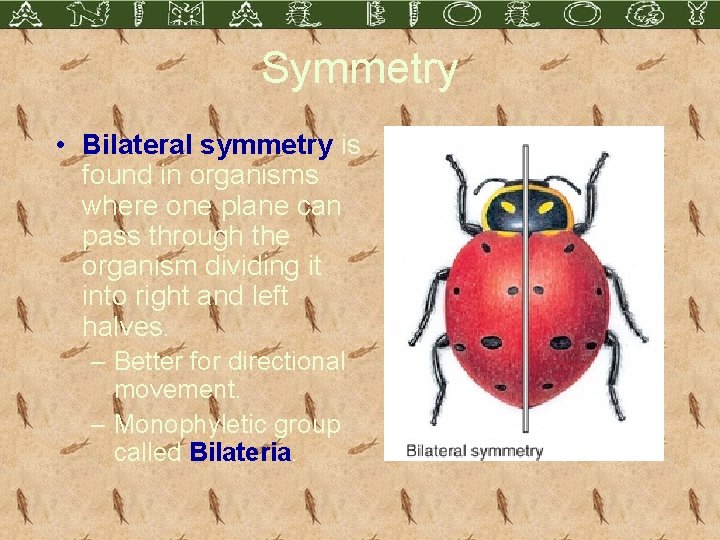 Symmetry • Bilateral symmetry is found in organisms where one plane can pass through