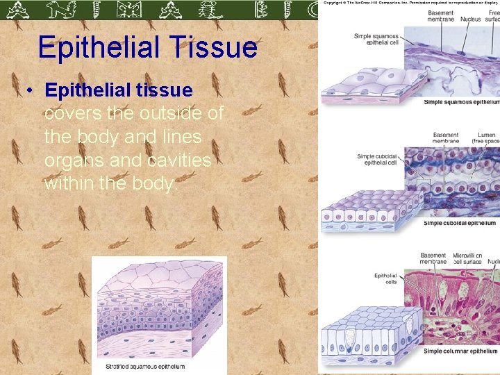 Epithelial Tissue • Epithelial tissue covers the outside of the body and lines organs
