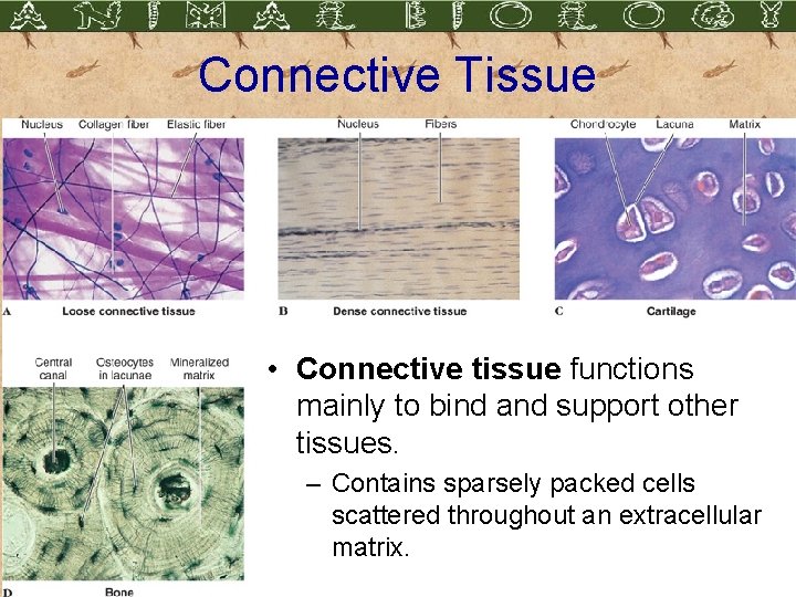Connective Tissue • Connective tissue functions mainly to bind and support other tissues. –