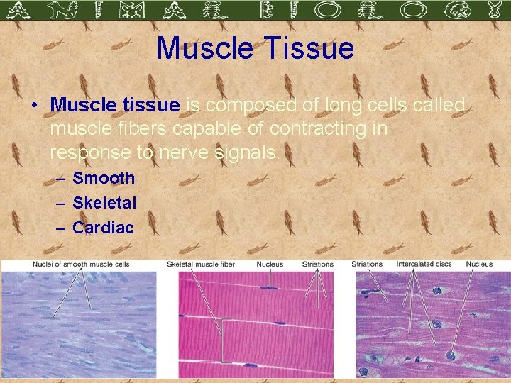 Muscle Tissue • Muscle tissue is composed of long cells called muscle fibers capable