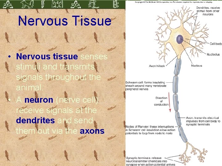 Nervous Tissue • Nervous tissue senses stimuli and transmits signals throughout the animal. •