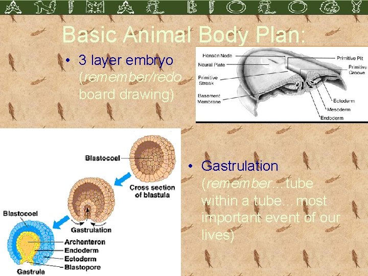Basic Animal Body Plan: • 3 layer embryo (remember/redo board drawing) • Gastrulation (remember…tube