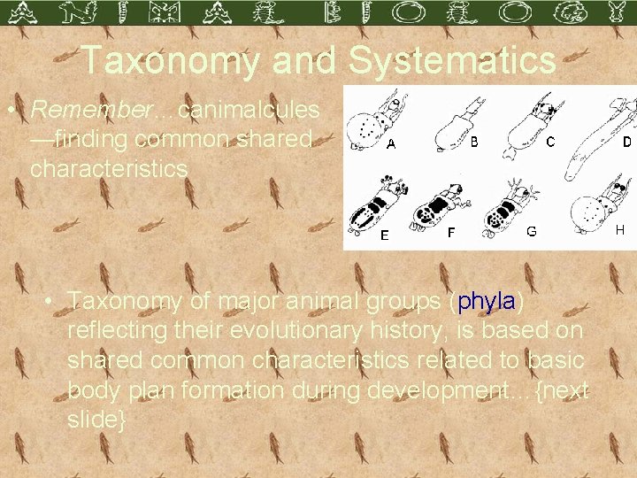 Taxonomy and Systematics • Remember…canimalcules —finding common shared characteristics • Taxonomy of major animal