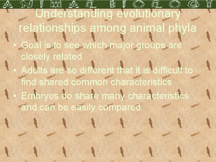 Understanding evolutionary relationships among animal phyla • Goal is to see which major groups