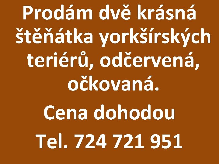 Prodám dvě krásná štěňátka yorkšírských teriérů, odčervená, očkovaná. Cena dohodou Tel. 724 721 951