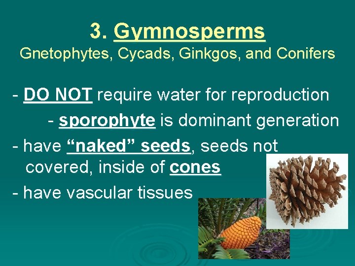 Kingdom Plantae Introduction Plants A multicellular eukaryotes B