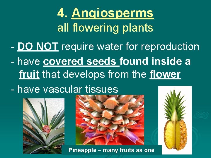 Kingdom Plantae Introduction Plants A multicellular eukaryotes B