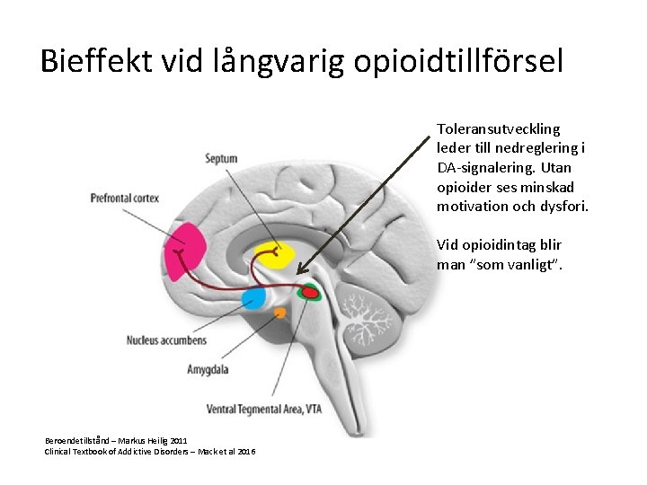 Bieffekt vid långvarig opioidtillförsel Toleransutveckling leder till nedreglering i DA-signalering. Utan opioider ses minskad