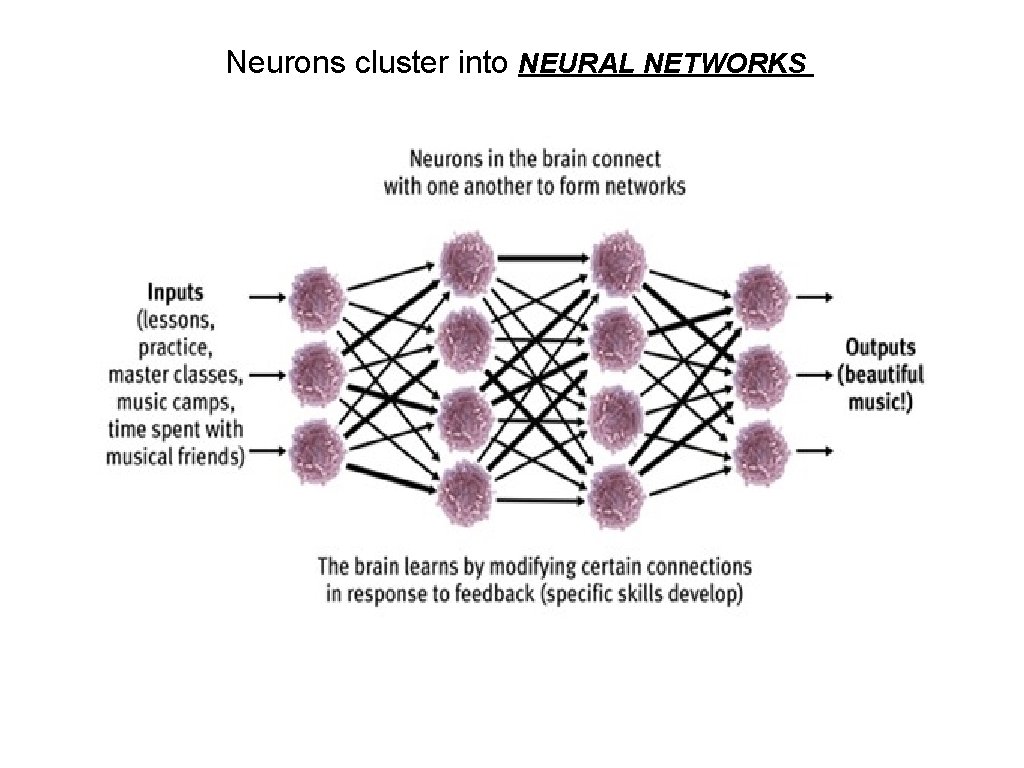 Neurons cluster into NEURAL NETWORKS 